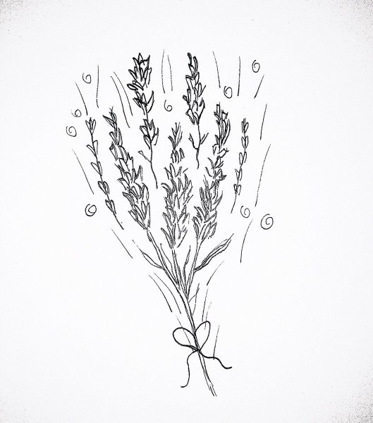 Лаванда рисунок карандашом