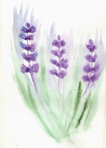 Лаванда акварельными карандашами