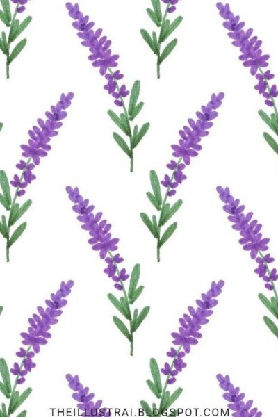 Лаванда для срисовки легко