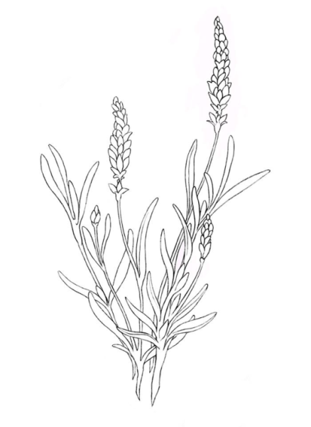 Лаванда карандашом