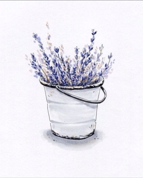 Скетчинг Лаванда
