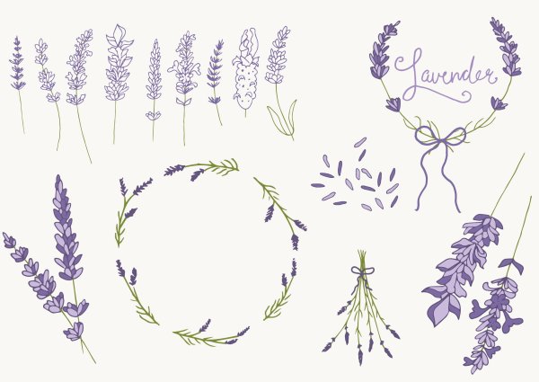 Лаванда стилизация