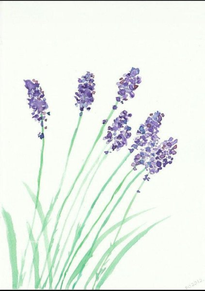 Лаванда рисование
