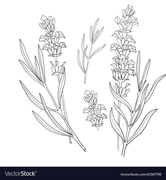 Лаванда раскраска для детей