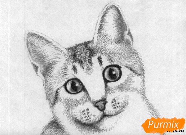 Портрет кошки легкий