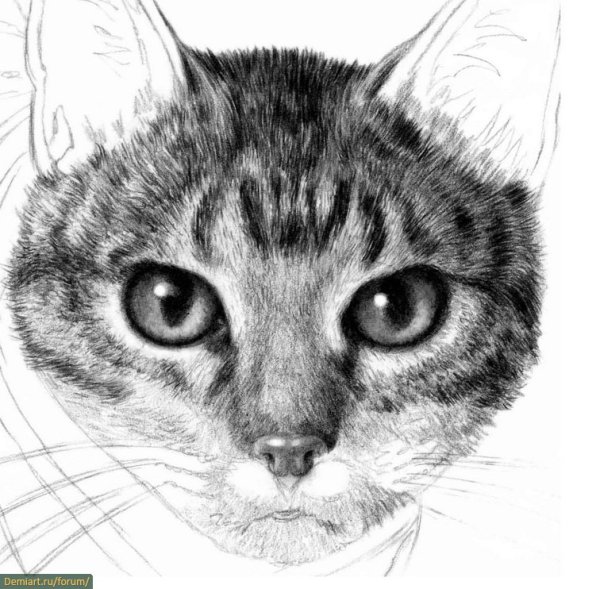 Зарисовка морды кота