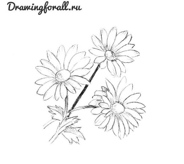 Рисунки полевых цветов карандашом для срисовки
