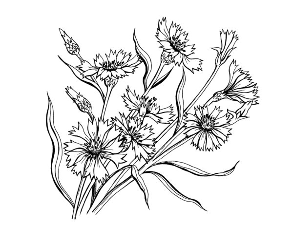 Василек Талиева раскраска