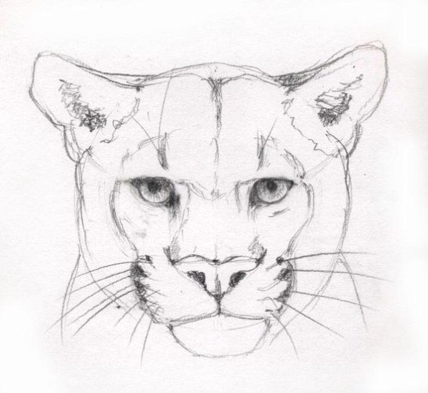Пума зарисовки