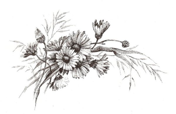 Полевые цветы Графика