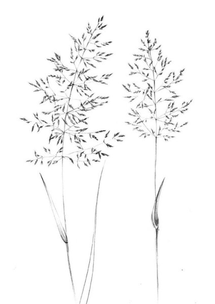 Мятлик Луговой рисунок карандашом