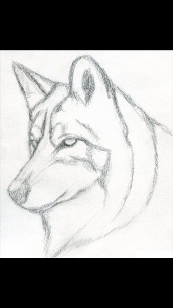 Волк для срисовки карандашом легкие