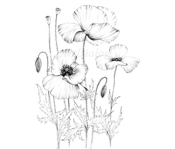 Мак рисунок