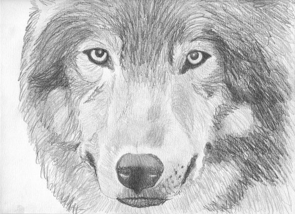 Лицо волка карандашом