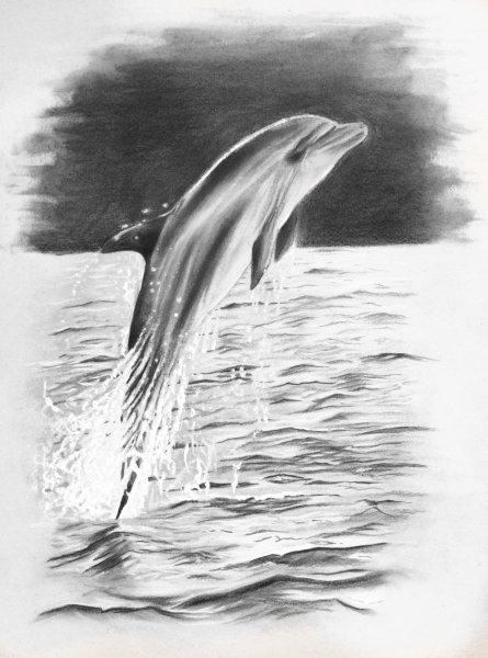 Набросок дельфина