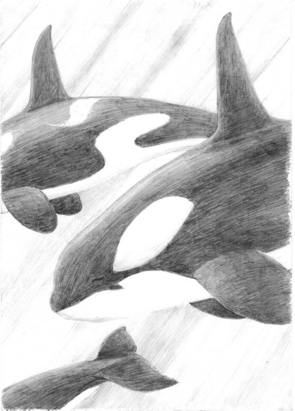 Касатка раскраска