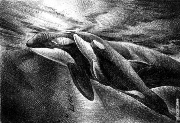 Касатка раскраска