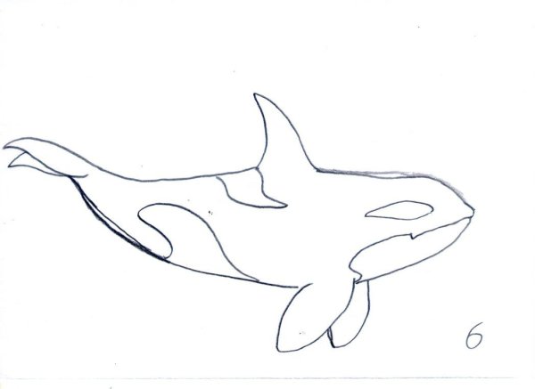 Касатка раскраска