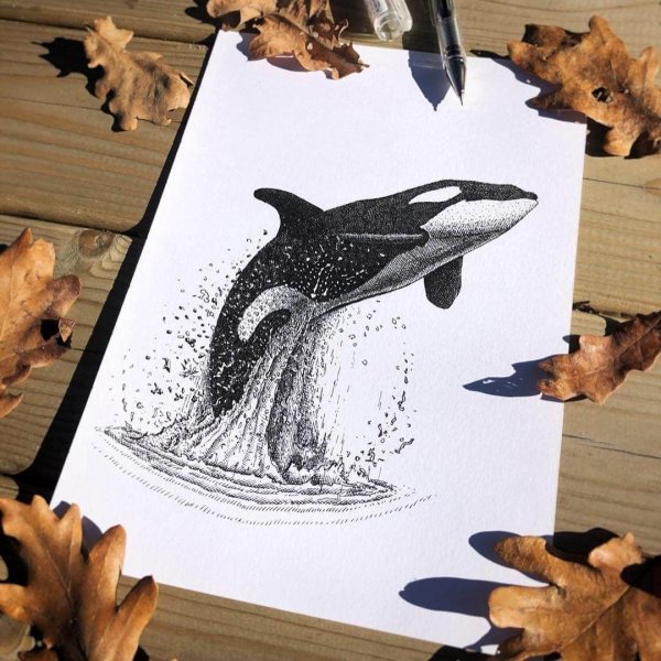 Касатка рисунок карандашом