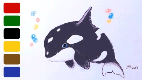 Касатка рисунок карандашом