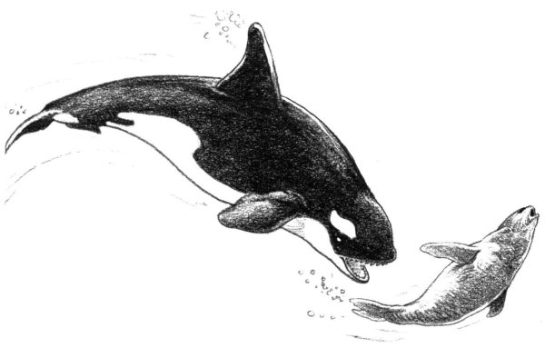 Стилизованная Касатка