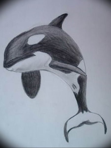 Касатка скетч