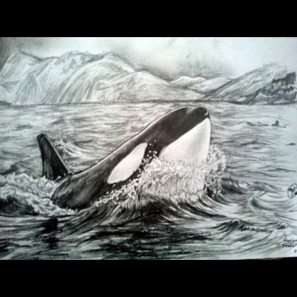 Касатка шаблон