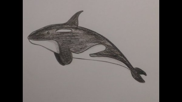 Касатка рисунок карандашом