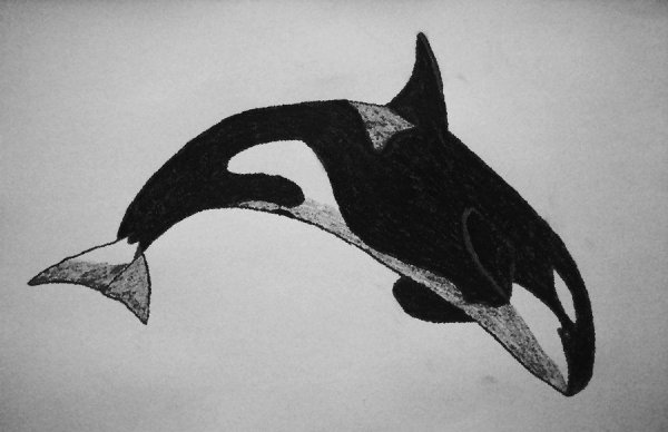 Касатка Вилли рисовать