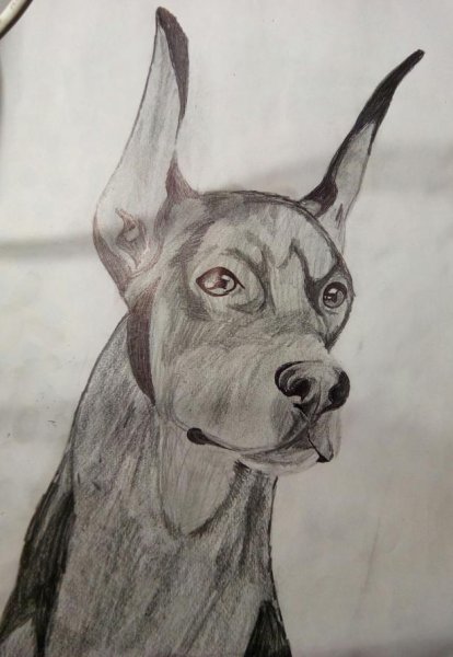 Доберман карандашом