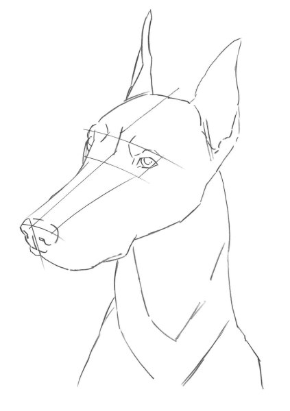 Лёгкие рисунки добермана