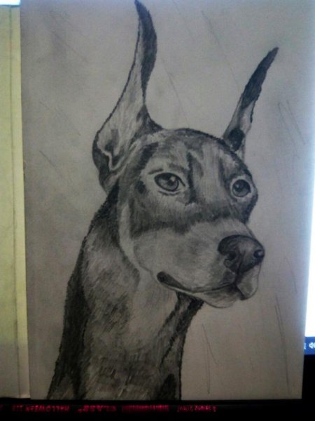 Нармсовать доьермана цветнвми карандашом