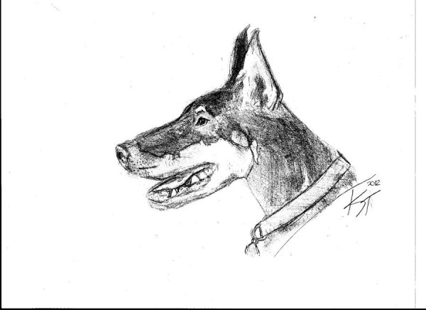 Доберман рисунок цветными карандашами