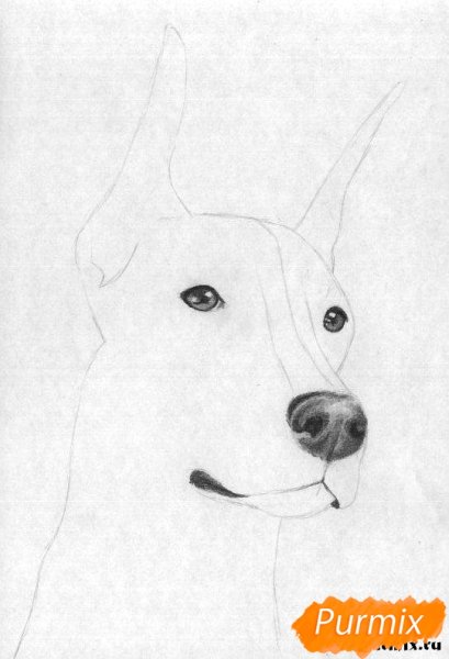 Доберман карандашом для срисовки легко