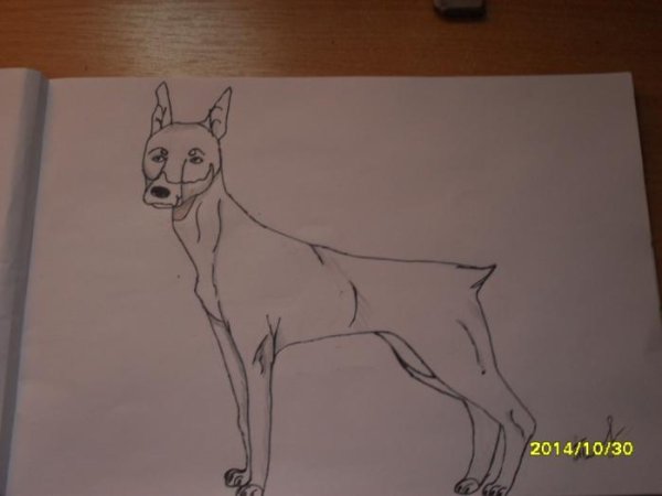 Поэтапное рисование добермана