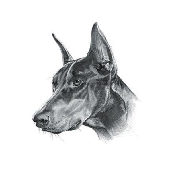 Доберман набросок Каран