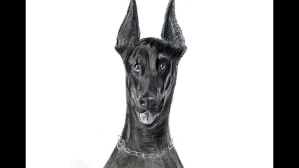 Как нарисовать собаку добермана