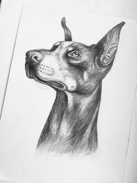 Доберман для срисовки