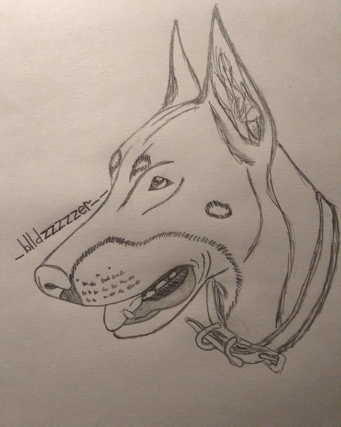 Доберман карандашом