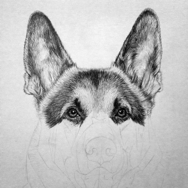 Овчарка карандашом