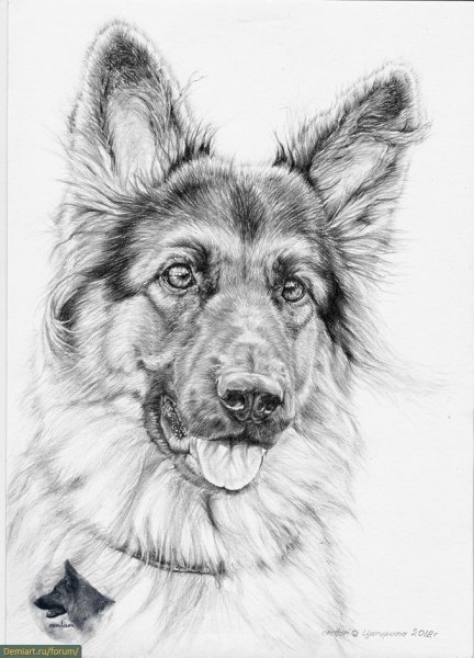 Восточно-европейская овчарка