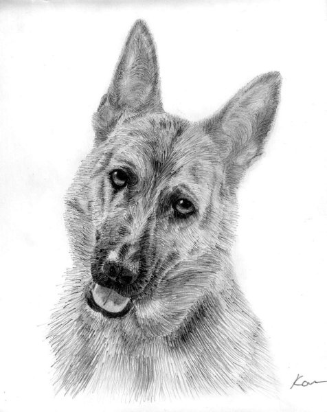 ВЕО овчарка