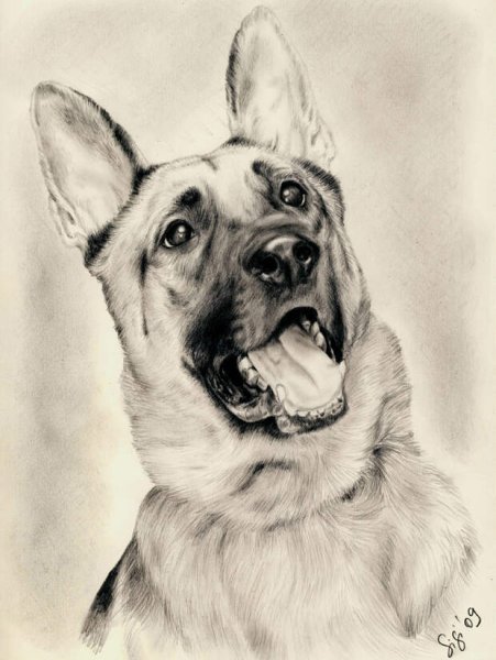 Собака карандашом овчарка