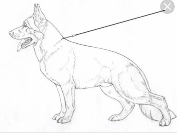 Собака карандашом