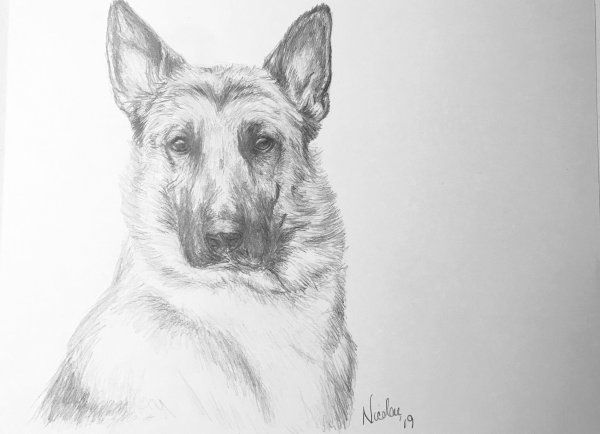 Восточно-европейская овчарка рисунок