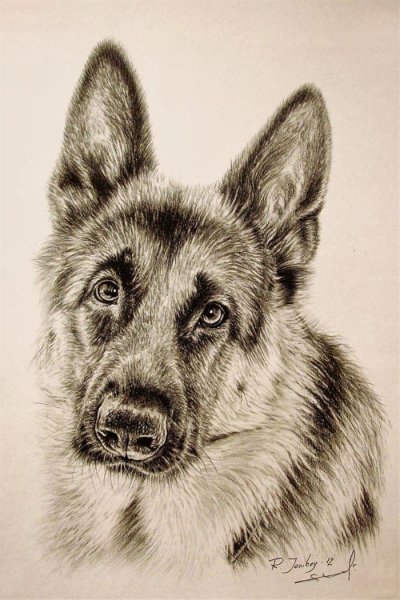 Собака простым карандашом