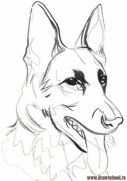 ВЕО овчарка рисунок