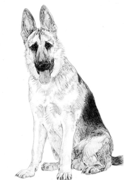 Восточно европейская овчарка карандашом