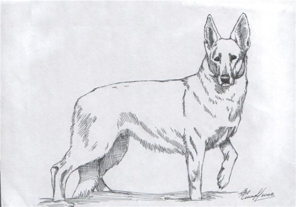 Дворняжка рисунок