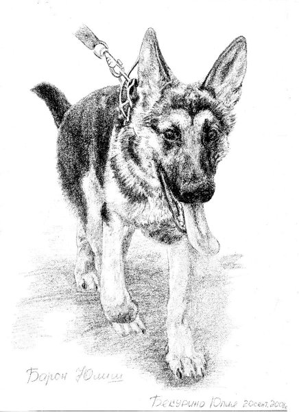 Зарисовка немецкой овчарки